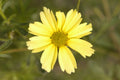 Creme Brulee™ Tickseed (COREOPSIS VERT. CREME BRULEE) - 1 gallon