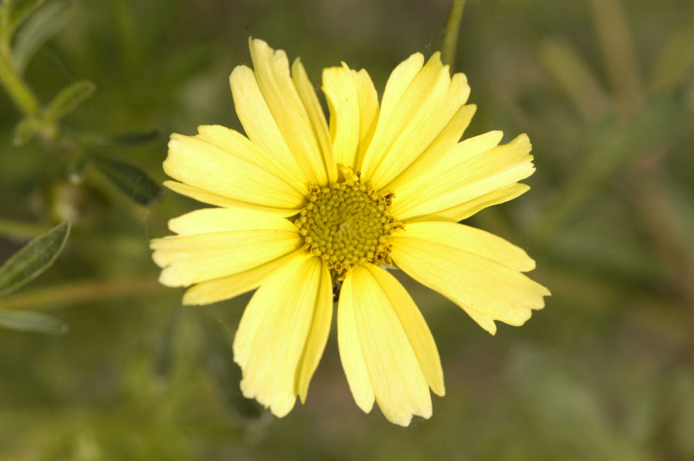 Creme Brulee™ Tickseed (COREOPSIS VERT. CREME BRULEE) - 1 gallon
