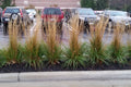 Karl Foerster Feather Reed Grass (GRASS - CAL. X KARL FOERSTER) - 1 gallon