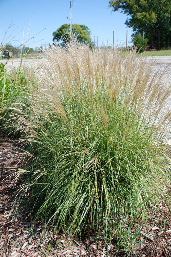 Adagio Maiden Grass (GRASS - M. S. ADAGIO)