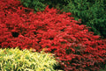 Fire Ball® Burning Bush (EUONYMUS ALATUS FIRE BALL) - 2 gallon 15"