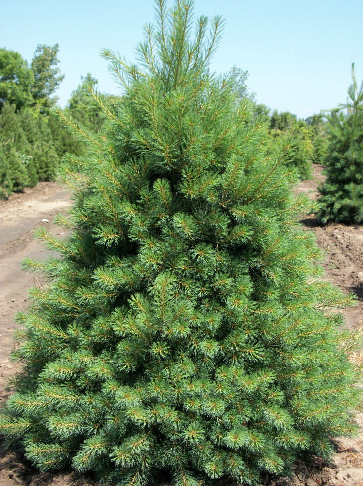 Eastern White Pine (PINUS STROBUS)