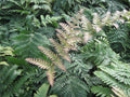 Brilliance™ Autumn Fern (FERN -BRILLIANCE) - 1 gallon