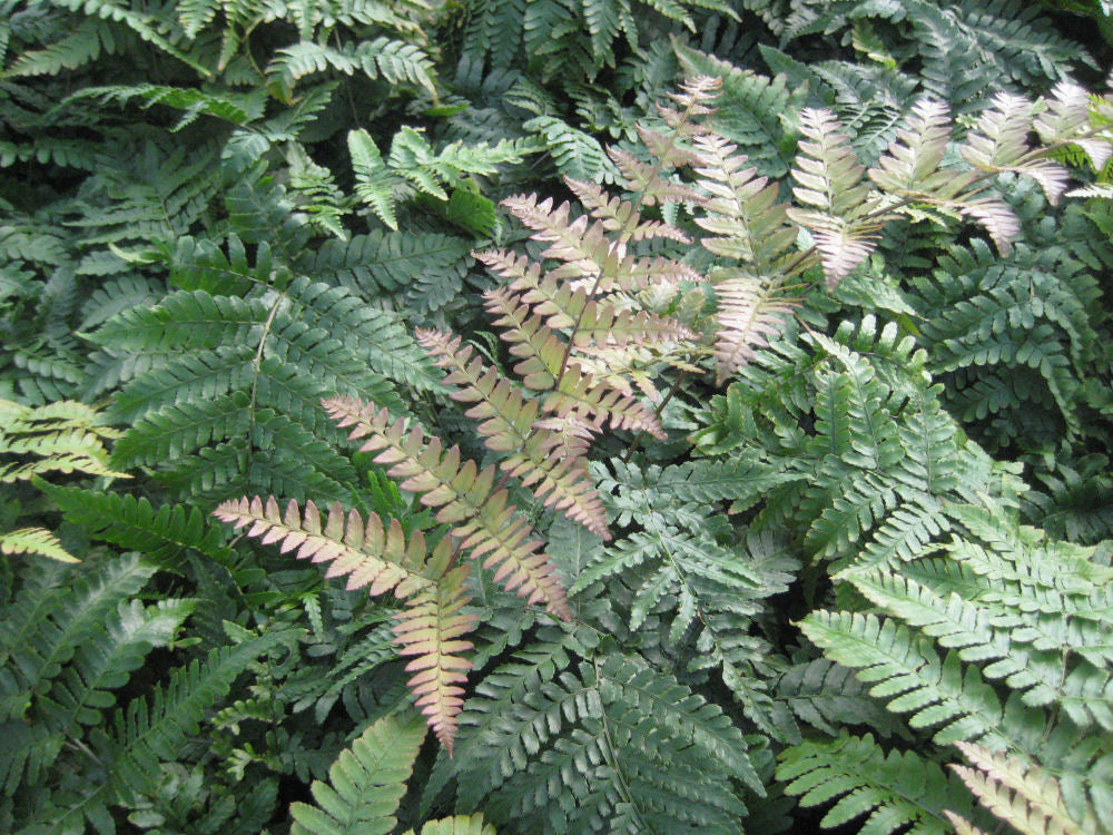 Brilliance™ Autumn Fern (FERN -BRILLIANCE) - 1 gallon