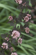 Summer Wine® Ninebark (PHYSOCARPUS O. SMR WINE) - 3 gallon 15"