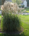 Gracillimus Maiden Grass (GRASS - M. S. GRACILLIMUS) - 1 gallon
