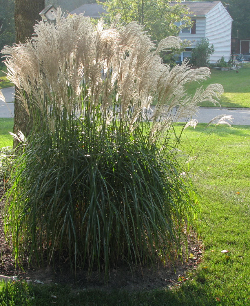 Gracillimus Maiden Grass (GRASS - M. S. GRACILLIMUS) - 1 gallon