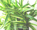 Silvery Sunproof Lily Turf (LIRIOPE M. SILVERY SUNPROOF) - 1 gallon