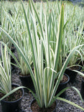 Variegated Japanese Iris (IRIS ENSATA VARIEGATA) - 1 gallon