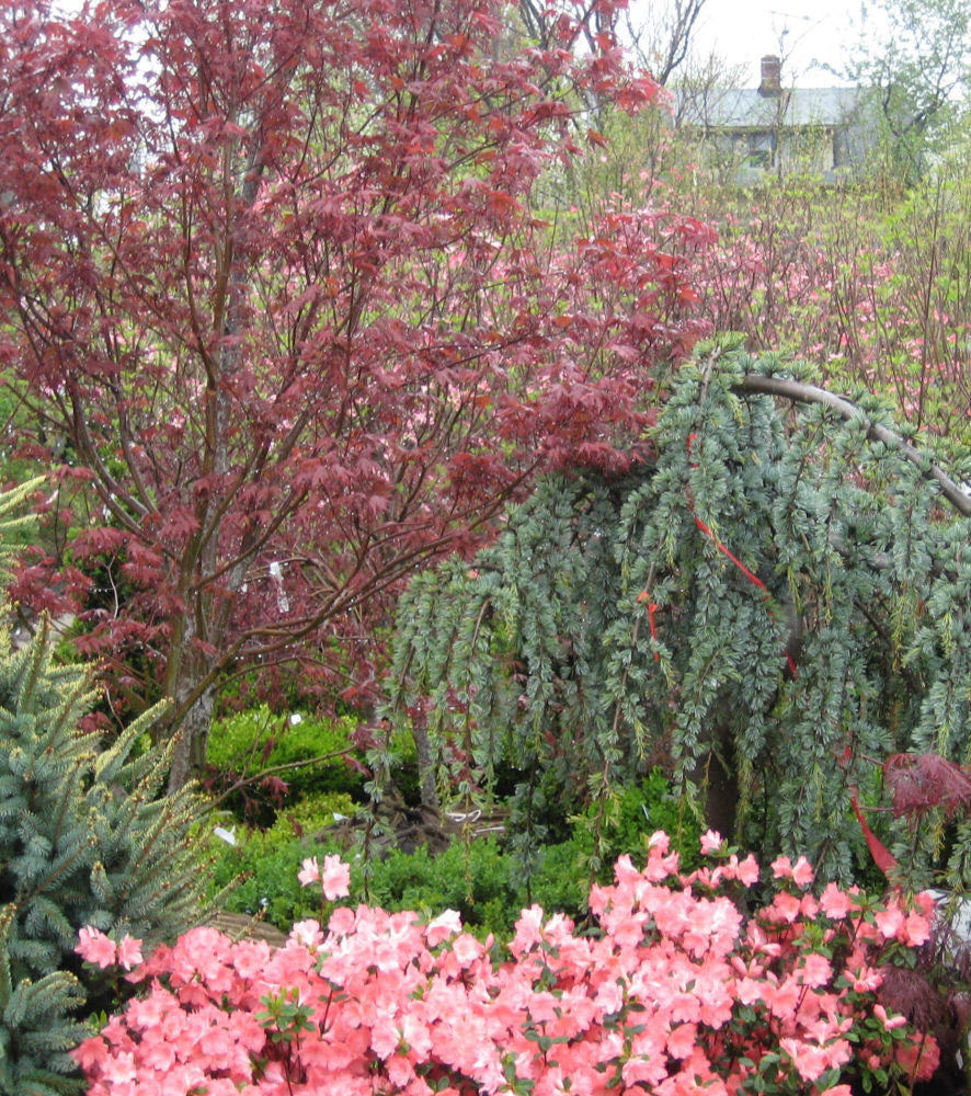 Bloodgood Japanese Maple (ACER PA. BLOODGOOD)