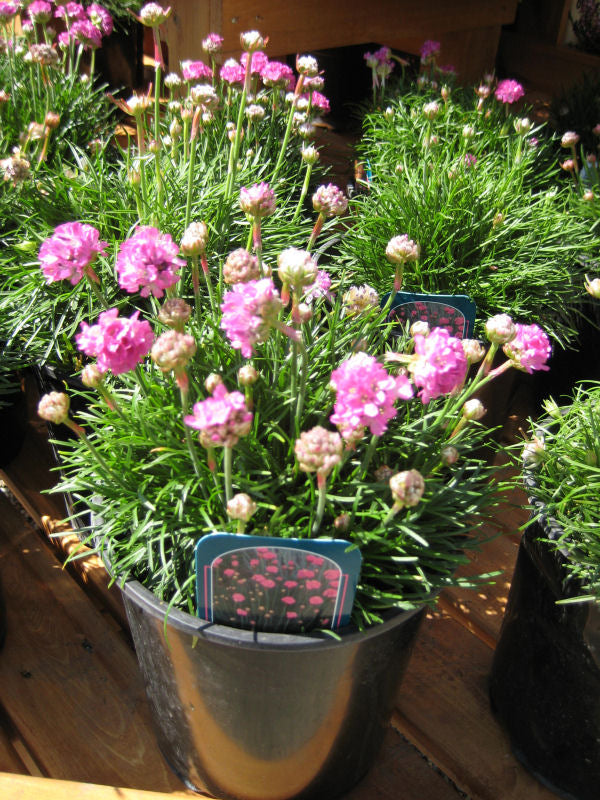 Splendens Sea Thrift (ARMERIA MARITIMA SPLENDENS) - 1 gallon