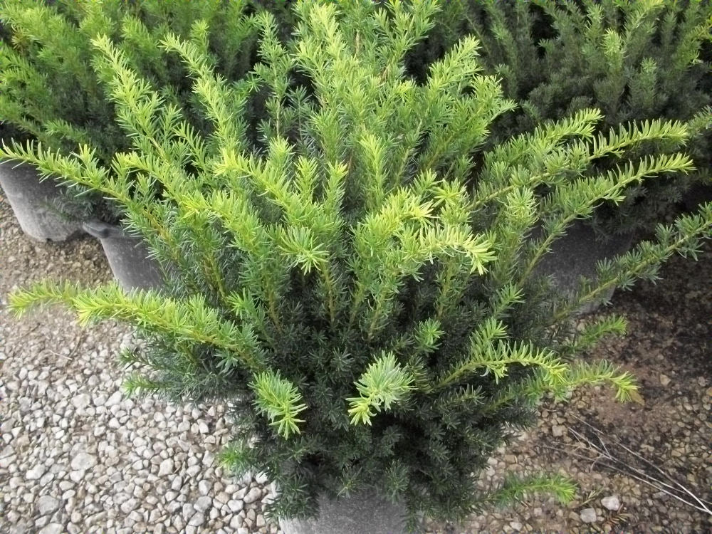 Densiformis Yew (TAXUS MEDIA DENSIFORMIS) - 3 gallon 12-15"