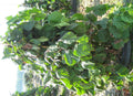 Harry Lauder's Walking Stick/Contorted Filbert (CORYLUS AV. CONTORTA) - 3 gallon 18"