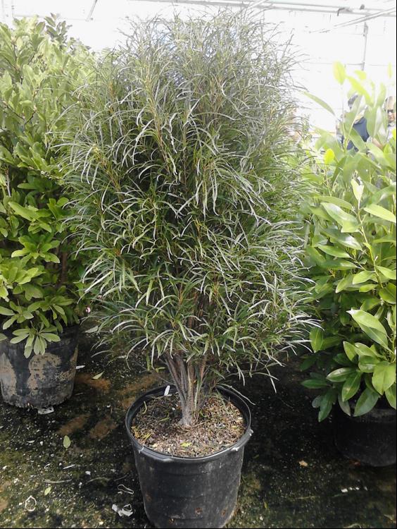 Fine Line® Buckthorn (RHAMNUS F. FINE LINE) - 1 gallon