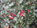 Blue Princess™ Holly (ILEX X MES. BLUE PRINCESS) - 3 gallon 15"