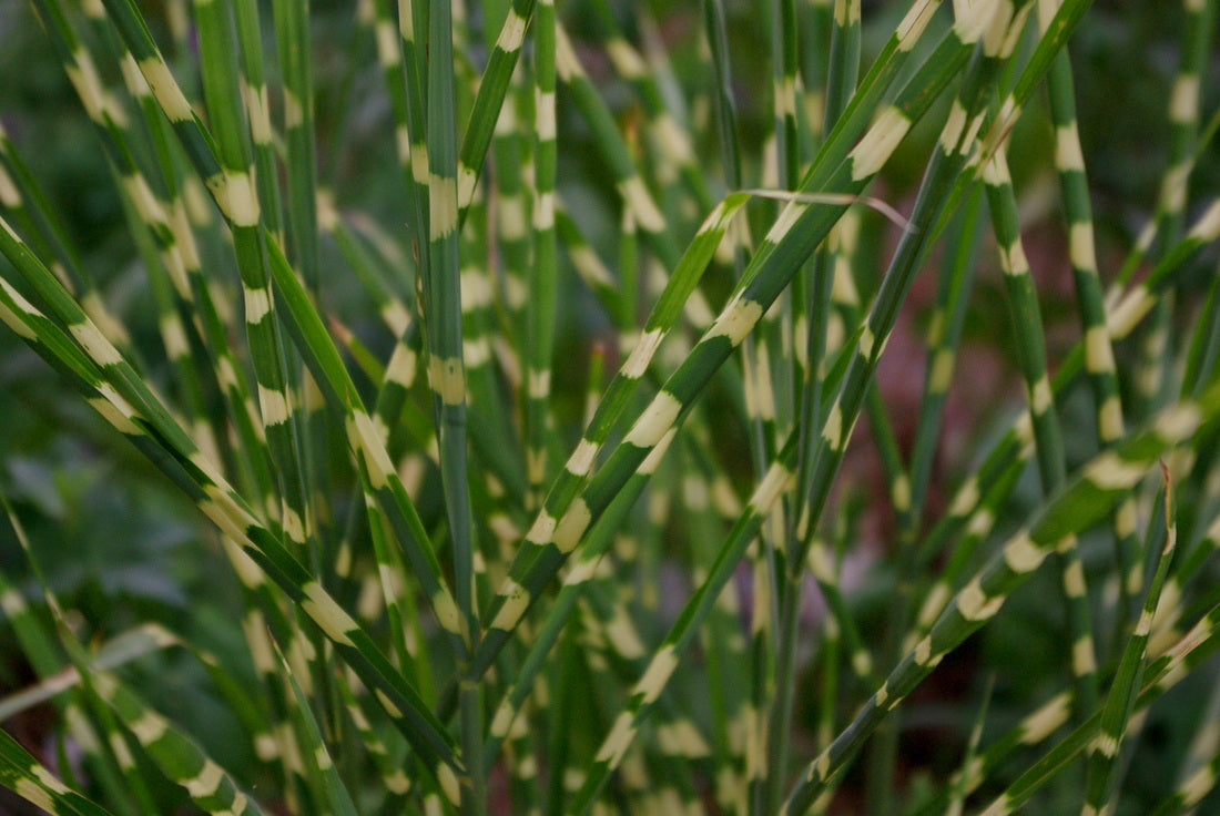 Little Zebra Maiden Grass (GRASS - M. S. LITTLE ZEBRA) - 3 gallon