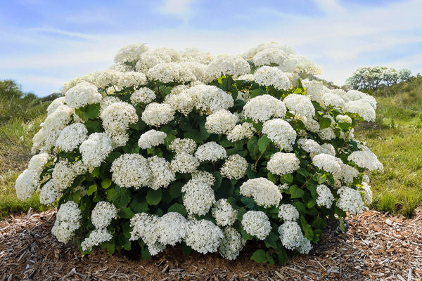 FlowerFull® Smooth Hydrangea (HYDRANGEA A. FLOWERFULL) - 3 gallon