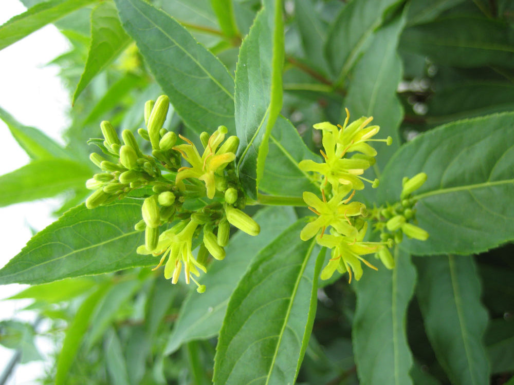 Butterfly Bush Honeysuckle (DIERVILLA S. BUTTERFLY) - 3 gallon 12"