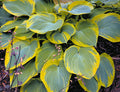 Earth Angel Plantain Lily (HOSTA EARTH ANGEL) - 1 gallon