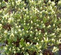 Cascade Azalea (AZALEA CASCADE) - 1 gallon