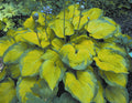 Old Glory Plantain Lily (HOSTA OLD GLORY) - 1 gallon