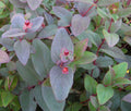 Albury Purple St. Johnswort (HYPERICUM X A. ALBURY PURPLE) - 2 gallon 12"