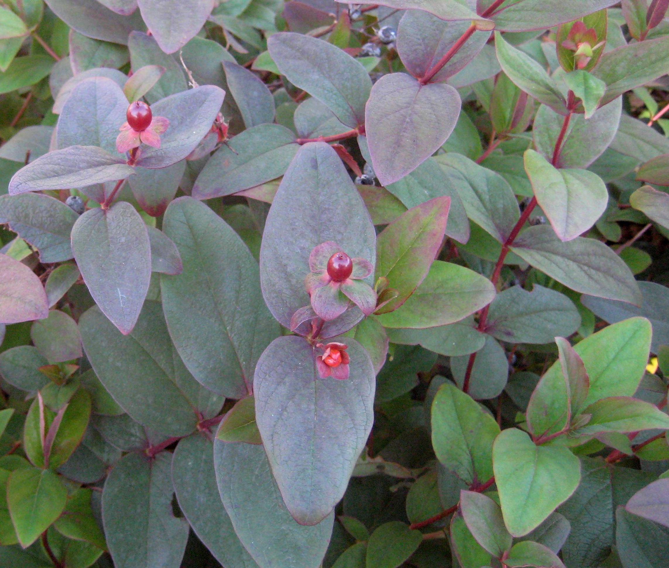 Albury Purple St. Johnswort (HYPERICUM X A. ALBURY PURPLE) - 2 gallon 12"
