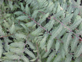 Burgundy Lace Painted Fern (FERN -BURGUNDY LACE) - 1 gallon
