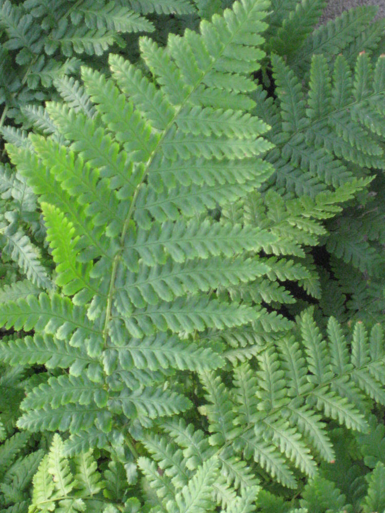 Ostrich Fern (FERN -OSTRICH) - 1 gallon