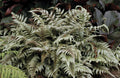 Japanese Painted Fern (FERN -JAPANESE PAINTED) - 1 gallon