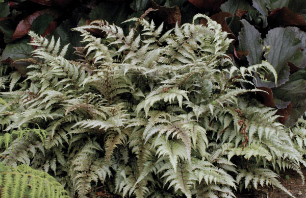 Japanese Painted Fern (FERN -JAPANESE PAINTED) - 1 gallon