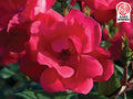 Red Knock Out® Rose (ROSE K.O. KNOCKOUT) - 3 gallon