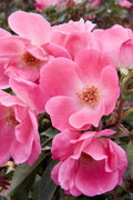 Pink Knock Out® Rose (ROSE K.O. PINK KNOCKOUT) - 3 gallon