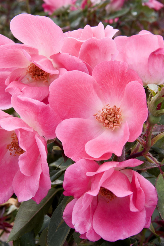 Pink Knock Out® Rose (ROSE K.O. PINK KNOCKOUT)