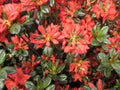 Stewartstonian Azalea (AZALEA STEWARTSTONIAN) - 1 gallon