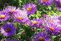 Purple Dome Aster (ASTER N. PURPLE DOME) - 1 gallon