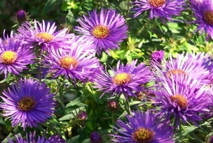 Purple Dome Aster (ASTER N. PURPLE DOME) - 1 gallon