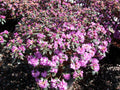 PJM Elite Rhododendron (RHODO. PJM ELITE) - 3 gallon 15"