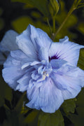 Blue Chiffon® Rose of Sharon (HIBISCUS S. BLUE CHIFFON) - 3 gallon 18"