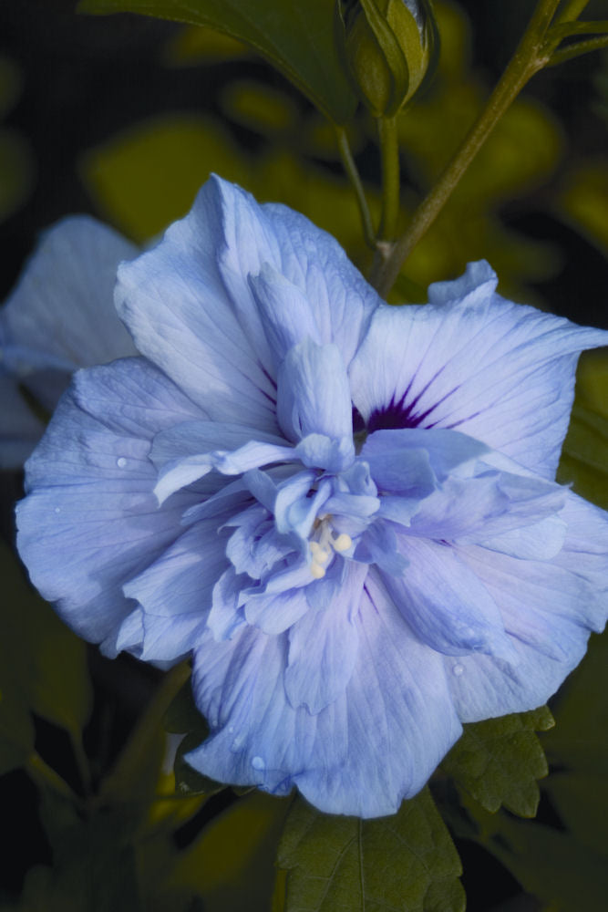 Blue Chiffon® Rose of Sharon (HIBISCUS S. BLUE CHIFFON) - 3 gallon 18"