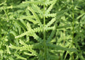 Lady Fern Dre's Dagger (FERN -DRES DAGGER) - 1 gallon