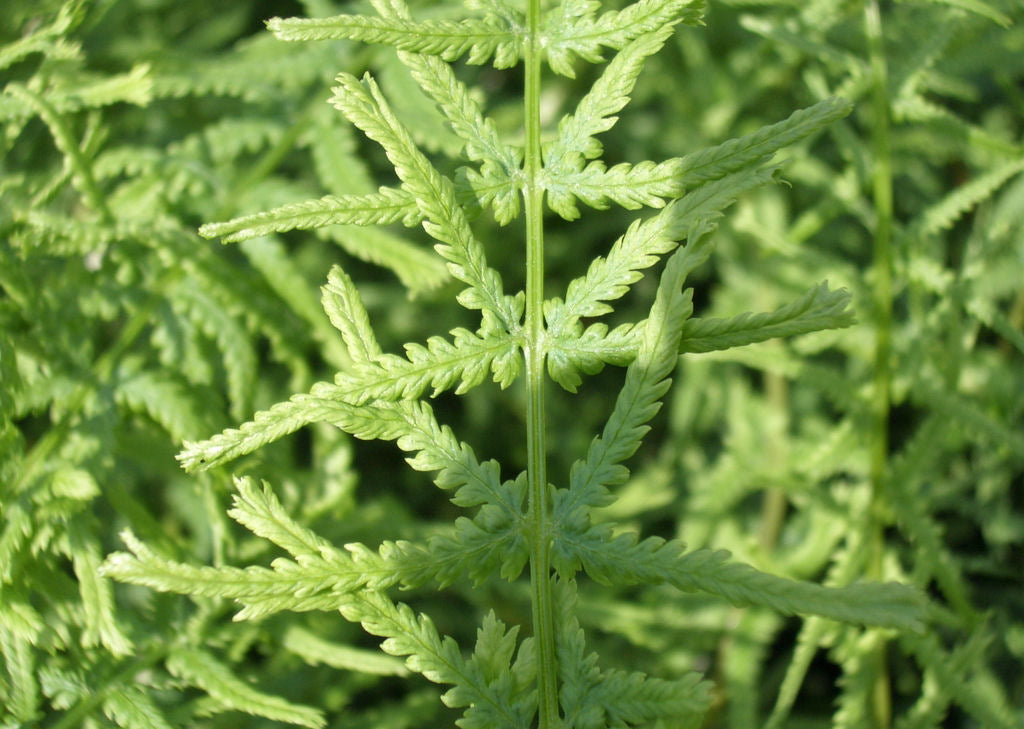 Lady Fern Dre's Dagger (FERN -DRES DAGGER) - 1 gallon
