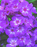 Grape Lollipop™ Phlox (PHLOX PAN. GRAPE LOLLIPOP) - 1 gallon