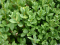 Green Gem Boxwood (BUXUS M. GREEN GEM) - 2 gallon 10"
