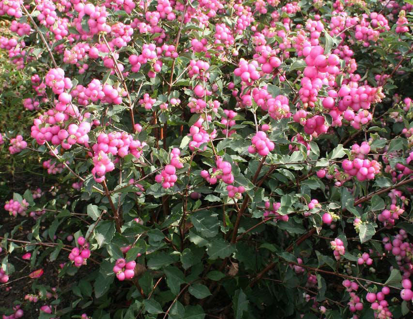 Magical® Galaxy Snowberry (SYMPHORICARPOS SWEET SENSATION) - 3 gallon 15"