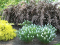 Arkansas Blue Star (AMSONIA HUBRICHTII) - 1 gallon