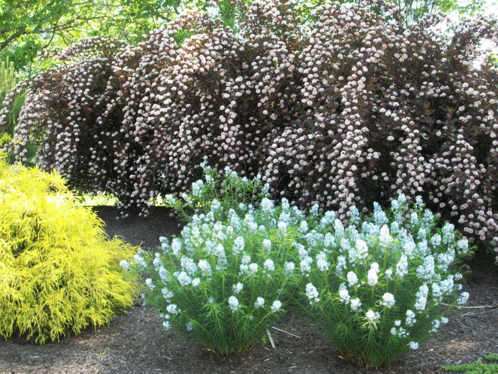 Arkansas Blue Star (AMSONIA HUBRICHTII) - 1 gallon