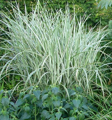 Rigoletto Maiden Grass (GRASS - M. S. RIGOLETTO)