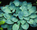 Prairie Skies Plantain Lily (HOSTA PRAIRIE SKY) - 1 gallon