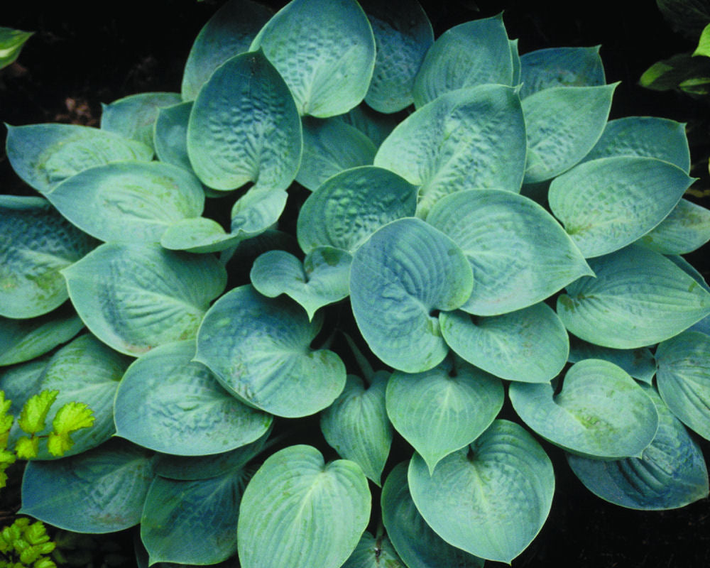 Prairie Skies Plantain Lily (HOSTA PRAIRIE SKY) - 1 gallon